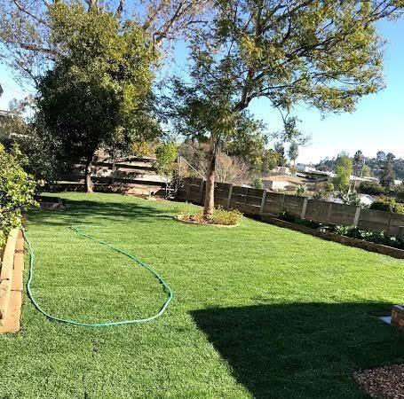Finished backyard lawn with shade tree