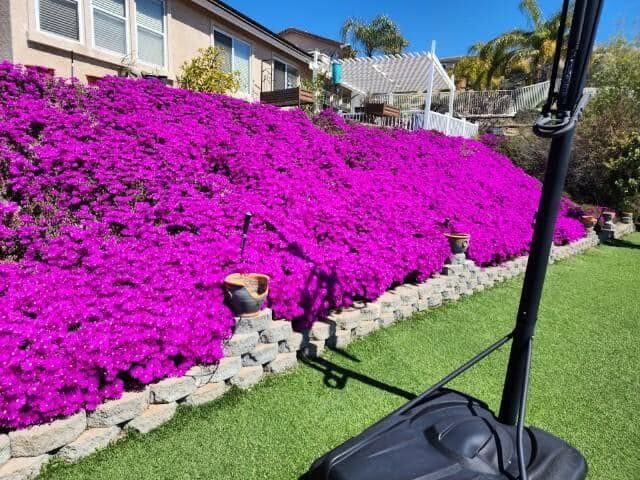 A hillside covered in vivid magenta blooming ice plant, installed and maintained by Rain Pro